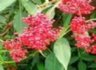  Elderberry Extract